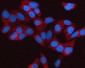 Anti-Sterol carrier protein 2 Rabbit Monoclonal Antibody