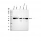 Anti-Sterol carrier protein 2 Rabbit Monoclonal Antibody