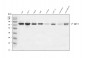 Anti-Phospho-TAK1 (S439) Rabbit Monoclonal Antibody