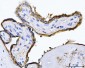 Anti-ALPP Antibody Picoband™ (monoclonal, 6C7G3)
