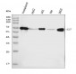 Anti-ALPP Antibody Picoband™ (monoclonal, 6C7G3)