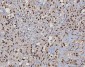 Anti-MSH2 Antibody Picoband™ (monoclonal, 6B4F7)