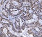 Anti-MSH2 Antibody Picoband™ (monoclonal, 6B4F7)