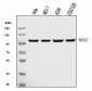 Anti-MSH2 Antibody Picoband™ (monoclonal, 6B4F7)