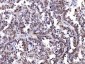 Anti-SHP1/PTPN6 Antibody Picoband™ (monoclonal, 8H11B10)