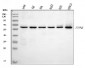 Anti-SHP1/PTPN6 Antibody Picoband™ (monoclonal, 8H11B10)