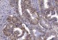 Anti-FEN1 Antibody Picoband™ (monoclonal, 6F3F2)