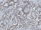 Anti-FEN1 Antibody Picoband™ (monoclonal, 7D11D7)