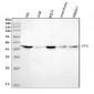 Anti-FEN1 Antibody Picoband™ (monoclonal, 7D11D7)