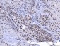 Anti-YY1 Antibody Picoband™ (monoclonal, 6H3E1)