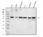 Anti-YY1 Antibody Picoband™ (monoclonal, 6H3E1)