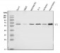 Anti-YY1 Antibody Picoband™ (monoclonal, 2C10F9)