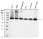 Anti-YY1 Antibody Picoband™ (monoclonal, 3F3E7)