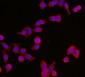 Anti-YWHAE Antibody Picoband™ (monoclonal, 3G11G2)