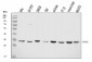 Anti-YWHAE Antibody Picoband™ (monoclonal, 3G11G2)