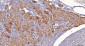Anti-Sorbitol Dehydrogenase/SORD Antibody Picoband™ (monoclonal, 12B10G2)