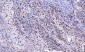 Anti-Cdk2 Antibody Picoband™ (monoclonal, 5B12D1)