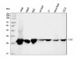 Anti-Cdk2 Antibody Picoband™ (monoclonal, 5B12D1)