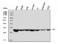 Anti-Cdk2 Antibody Picoband™ (monoclonal, 6D5B5)