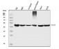 Anti-EIF3e Antibody Picoband™ (monoclonal, 10F5H6)