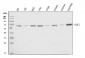 Anti-SHC Antibody Picoband™ (monoclonal, 6D6E1)