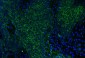 Anti-CD147/Emmprin Antibody Picoband™ (monoclonal, 3B13G7)