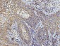 Anti-CD147/Emmprin Antibody Picoband™ (monoclonal, 3B13G7)