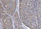 Anti-CD147/Emmprin Antibody Picoband™ (monoclonal, 3B13G7)