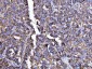 Anti-CD147/Emmprin Antibody Picoband™ (monoclonal, 3B13G7)