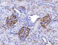 Anti-CD147/Emmprin Antibody Picoband™ (monoclonal, 3B13G7)