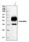 Anti-CD147/Emmprin Antibody Picoband™ (monoclonal, 3B13G7)