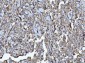 Anti-CD147/Emmprin Antibody Picoband™ (monoclonal, 7H5E7)