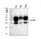 Anti-CD147/Emmprin Antibody Picoband™ (monoclonal, 7H5E7)