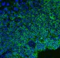 Anti-CD147/Emmprin Antibody Picoband™ (monoclonal, 6H2B2)