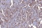 Anti-CD147/Emmprin Antibody Picoband™ (monoclonal, 6H2B2)