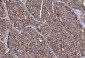 Anti-CD147/Emmprin Antibody Picoband™ (monoclonal, 6H2B2)