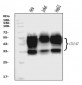 Anti-CD147/Emmprin Antibody Picoband™ (monoclonal, 6H2B2)