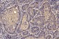 Anti-PDIA6 Antibody Picoband™ (monoclonal, 3H5E7)