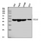 Anti-PDIA6 Antibody Picoband™ (monoclonal, 3H5E7)