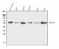 Anti-ERp57 Antibody Picoband™ (monoclonal, 7E5)