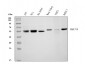Anti-Beclin 1 Antibody Picoband™ (monoclonal, 2D12A3)