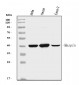Anti-MASPIN Antibody Picoband™ (monoclonal, 7G4E1)