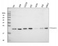 Anti-p23/PTGES3 Antibody Picoband™ (monoclonal, 9D3D1)