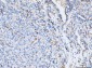 Anti-ICAM1 Antibody Picoband™ (monoclonal, 6F2C3)
