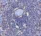 Anti-CD20 Antibody Picoband™ (monoclonal, 4D11)