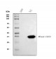 Anti-CD20 Antibody Picoband™ (monoclonal, 4D11)