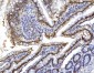 Anti-HNF-4-alpha Antibody Picoband™ (monoclonal, 6C8E9)