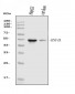 Anti-HNF-4-alpha Antibody Picoband™ (monoclonal, 6C8E9)