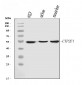 Anti-Cytochrome P450 2E1/CYP2E1 Antibody Picoband™ (monoclonal, 2C7G1)