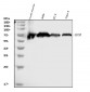 Anti-CD55 Antibody Picoband™ (monoclonal, 9F3A1)